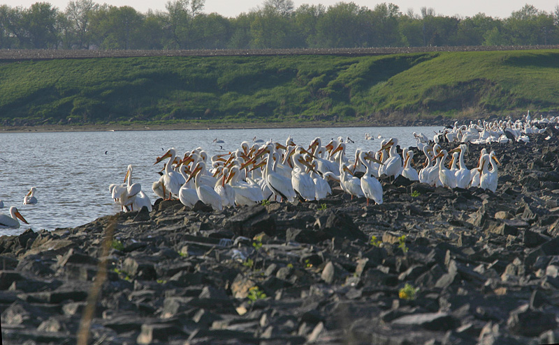 Lake Thompson - South Dakota Birding "Hotspot"