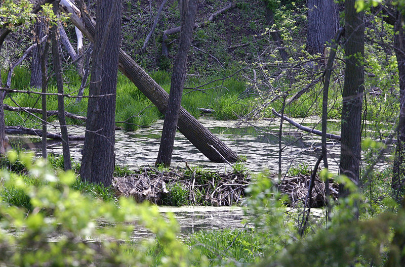 Newton Hills State Park - South Dakota Birding "Hotspot"