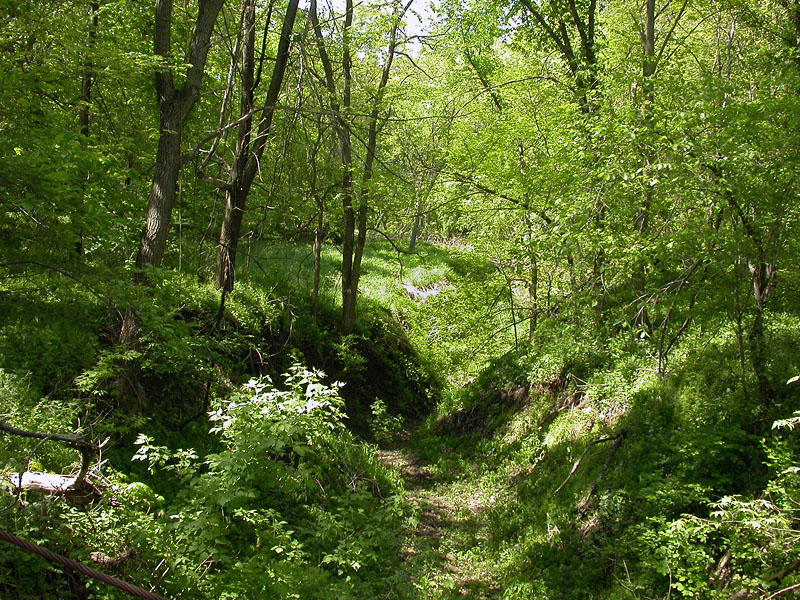 Newton Hills State Park Forest Edge