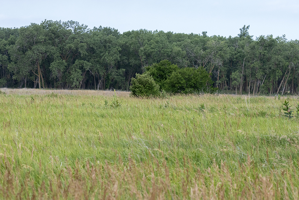 North Alabama Bend - Riparian Forest
