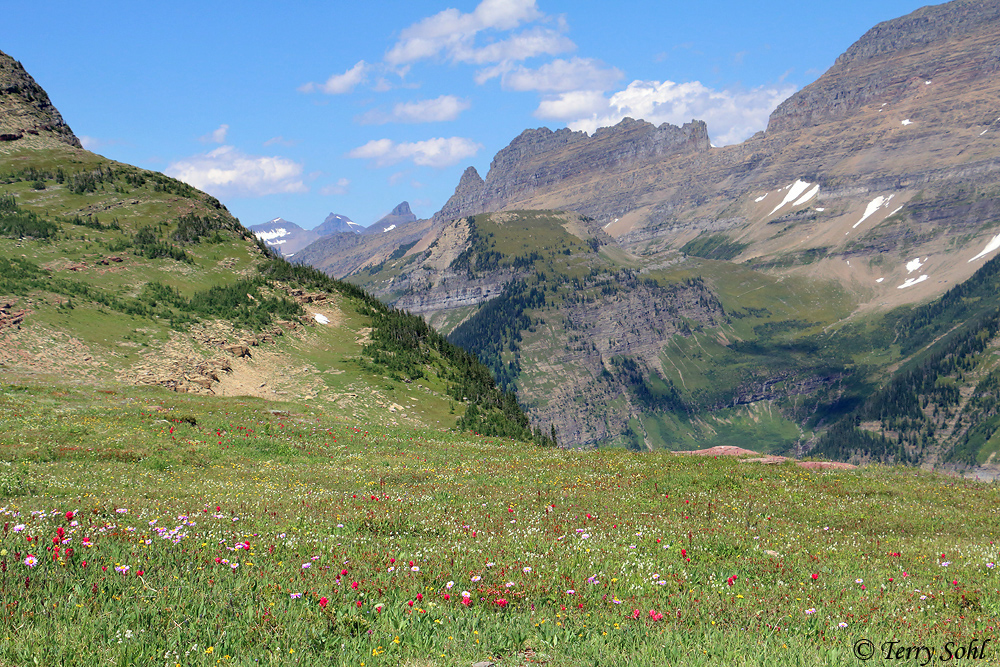 Logan Pass - Glacier National Park