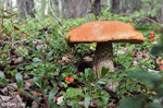Mushroom Landscape 4