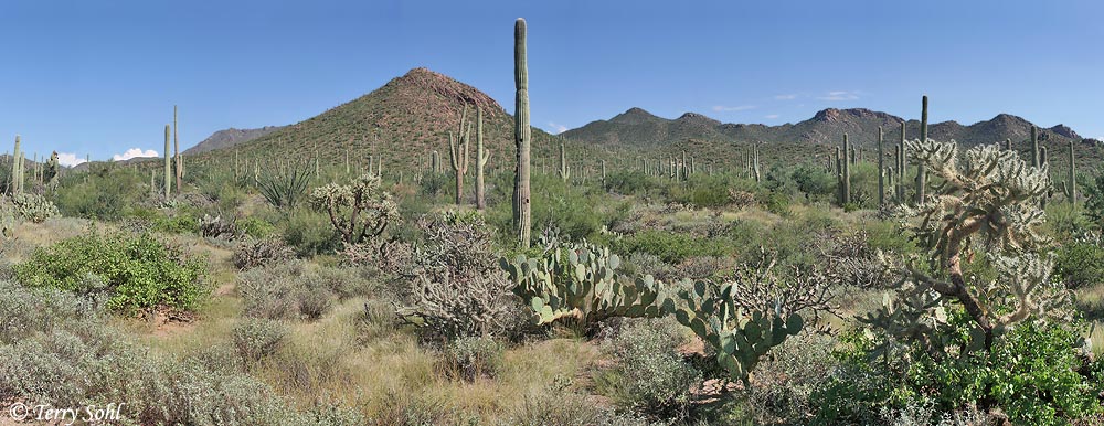 Saguaro National Park Landscape