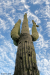 Saguaro Sky - Saguaro National Park, Arizona