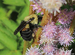 Brown-belted Bumblebee - Bombus griseocollis