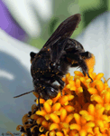 Long-horned Bee -Melissodes