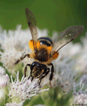 Mining Bee - Andrena