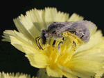 Sweat Bee -  Lasioglossum (Dialictus)