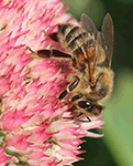 Western Honey Bee - Apis mellifera 