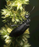 Blister Beetle - Epicauta