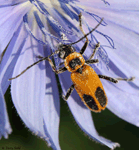 Goldenrod Soldier Beetle - Chauliognathus pennsylvanicus