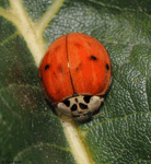 Multicolored Asian Lady Beetle - Harmonia axyridis