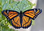 Monarch - Danaus plexippus