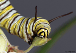 Monarch Caterpillar - Danaus plexippus