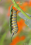 Monarch Caterpillar - Danaus plexippus 