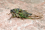 Dog Day Cicada 3 - Neotibicen canicularis