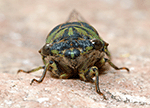 Dog Day Cicada 15 - Neotibicen canicularis