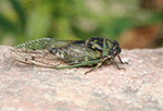 Dog Day Cicada 2 - Neotibicen canicularis