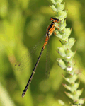 Eastern Forktail - Ischunra verticalis