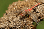 Meadowhawk Dragonfly - Sympetrum