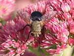 Archytas Fly Species