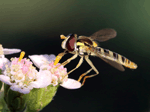 Hoverfly - Syrphidae family