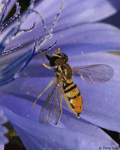 Hoverfly - Syrphidae family