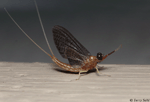 Mayfly - Isonychia bicolor