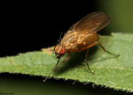 Root Maggot Fly - Anthomyiidae