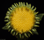 Sunflower head - Macro