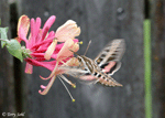White-lined Sphinx Moth - Hyles lineata