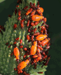  Milkweed Bug - Oncopeltus fasciatus