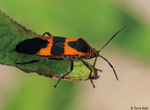 Milkweed Bug - Oncopeltus fasciatus