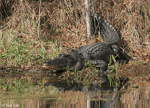 American Alligator 1 - Alligator mississippiensis