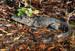 American Alligator 2 - Alligator mississippiensis