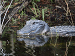 American Alligator 3 - Alligator mississippiensis
