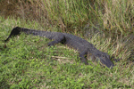 American Alligator 4 - Alligator mississippiensis