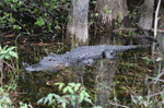 American Alligator 6 - Alligator mississippiensis