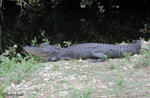 American Alligator 8 - Alligator mississippiensis