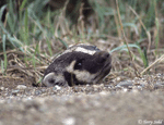 American Badger - Taxidea taxus
