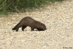 American Mink - Neovison vison
