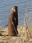 American Mink - Neovison vison