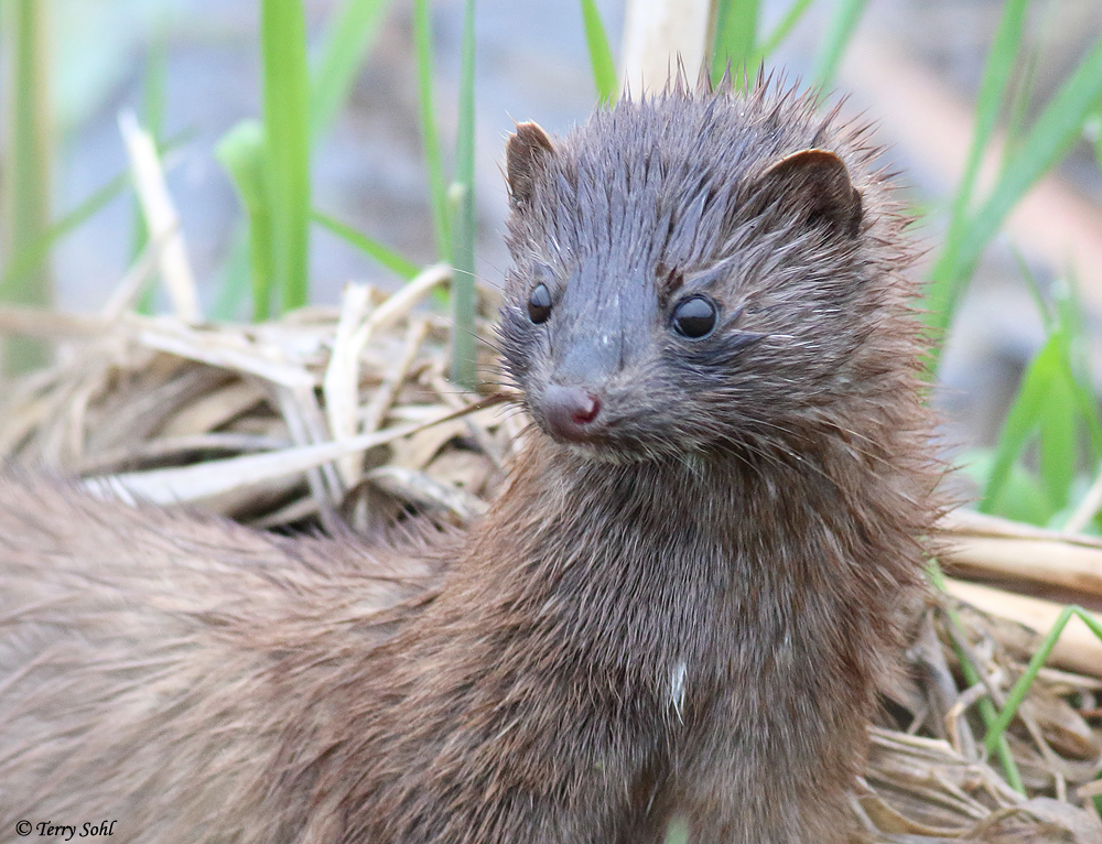 American Mink Photos Photographs Pictures