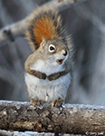 American Red Squirrel 2 - Tamiasciurus hudsonicus