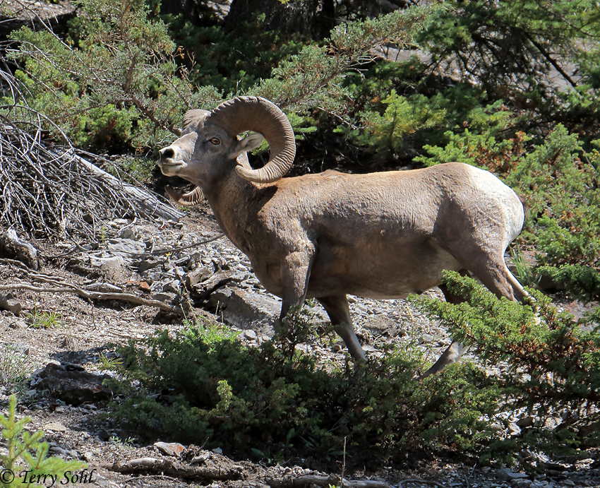 Bighorn Sheep - Ovis canadensis