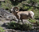 Bighorn Sheep - Ovis canadensis