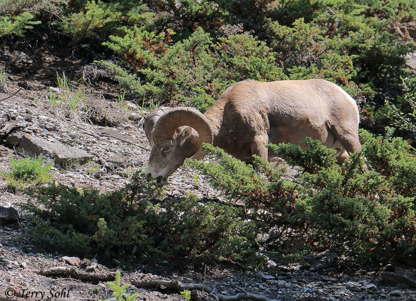 Bighorn Sheep - Ovis canadensis