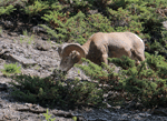 Bighorn Sheep - Ovis canadensis
