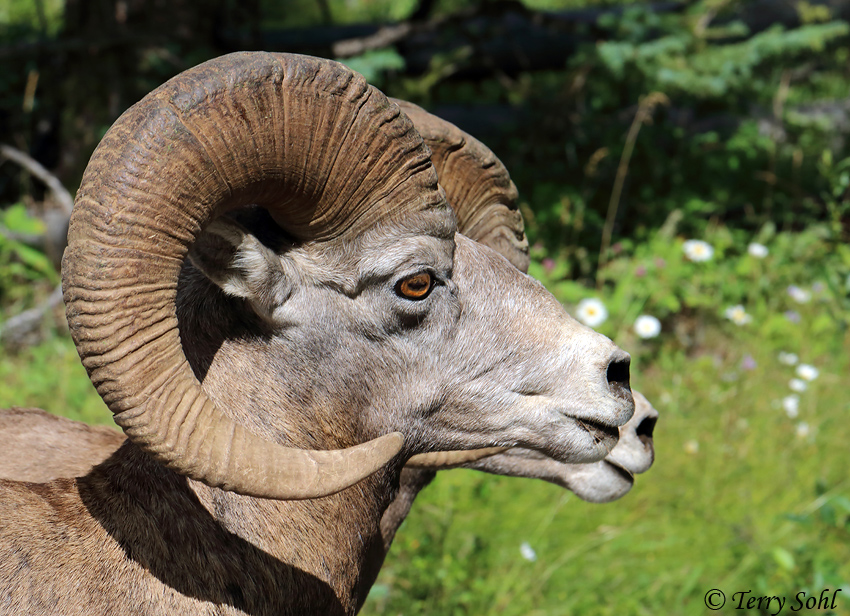 Bighorn Sheep - Ovis canadensis