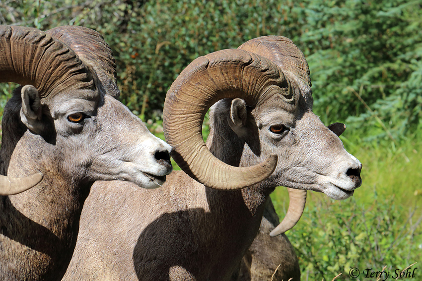 Bighorn Sheep - Ovis canadensis